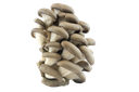 Oyster, Clustered