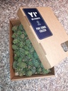 Frozen Wild Pinecone, Premature Medium <25mm, 0.5kg carton box