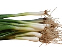 Fresh Ramps [US]