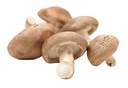 Shiitake - Oak, 2.75-3" Dia
