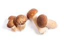 Fresh Porcini #1, Bouchon [South America]