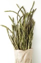 Wild Asparagus