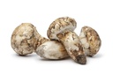 Fresh Matsutake #1, Medium [US]