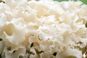 Fresh Cauliflower Mushrooms [US]