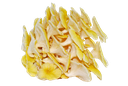 Yellow Oyster