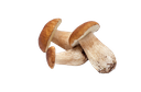 Frozen Porcini - Whole - Asia