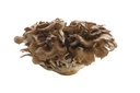 Hen Of The Woods / Maitake