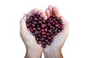 Fresh Mountain Huckleberries